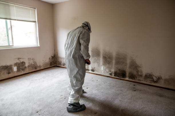 Best Attic Mold Remediation in Rmel Valley Village, CA
