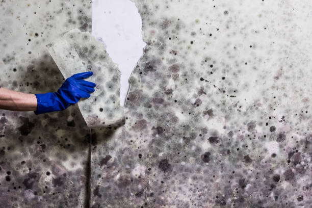 Best Attic Mold Remediation in Rmel Valley Village, CA